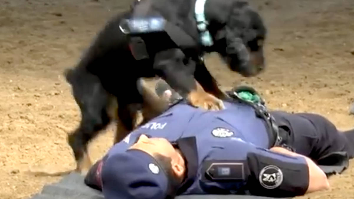 The Moment Heroic Police Dog Performs CPR On Collapsed Officer | LBC
