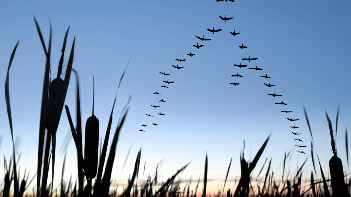 How Is The Leader Of An Animal Flock Decided? | LBC