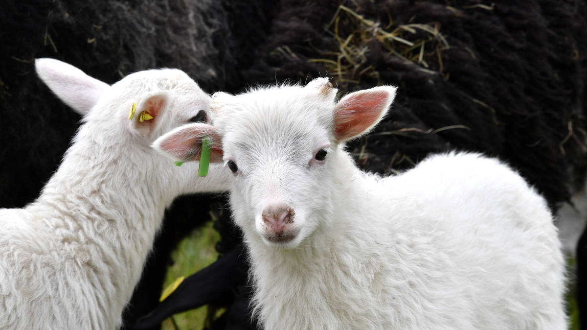 Sheep rustling spiked during lockdown as gangs exploited food demand | LBC