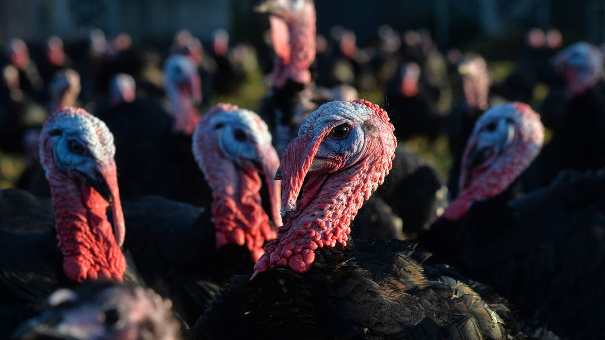 Over 25,000 turkeys to be culled as ninth bird flu outbreak confirmed | LBC
