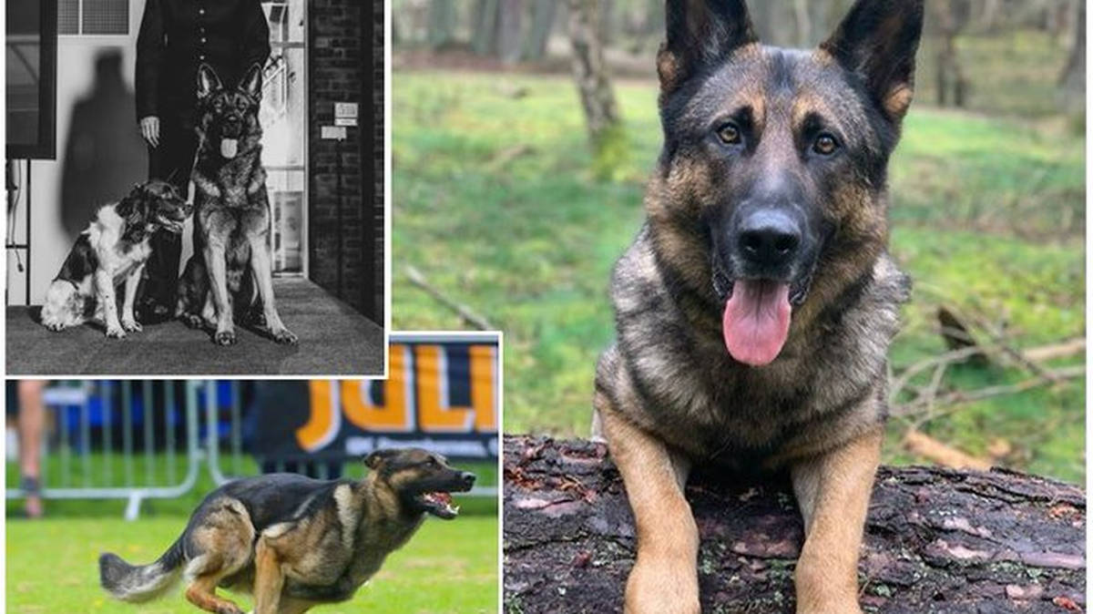'One of the very best': Brave police dog dies chasing down moped ...