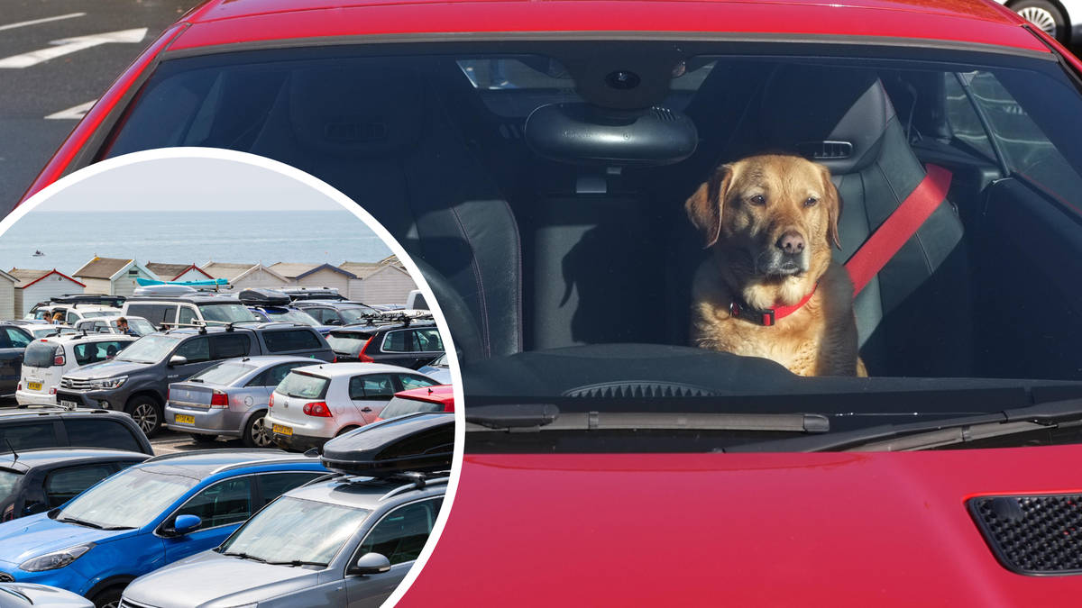 Heatwave UK 2022: What should I do if I see a dog shut in a hot car? | LBC