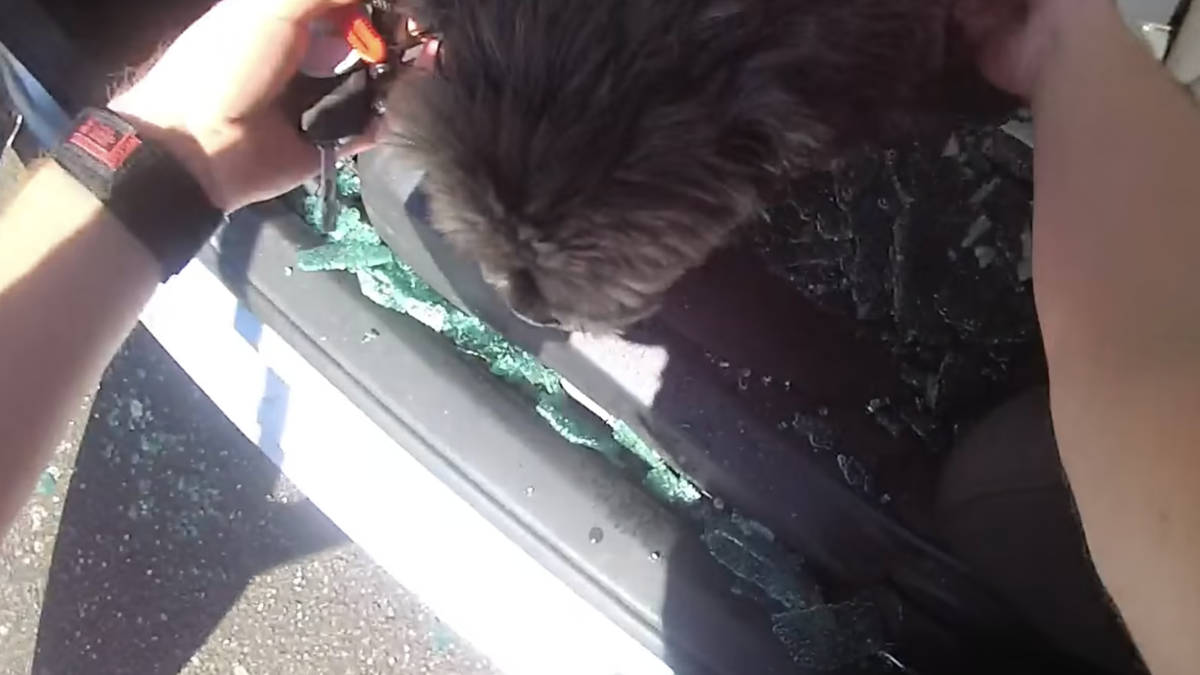 Moment police officers smash car window to free Shih Tzu in sweltering ...