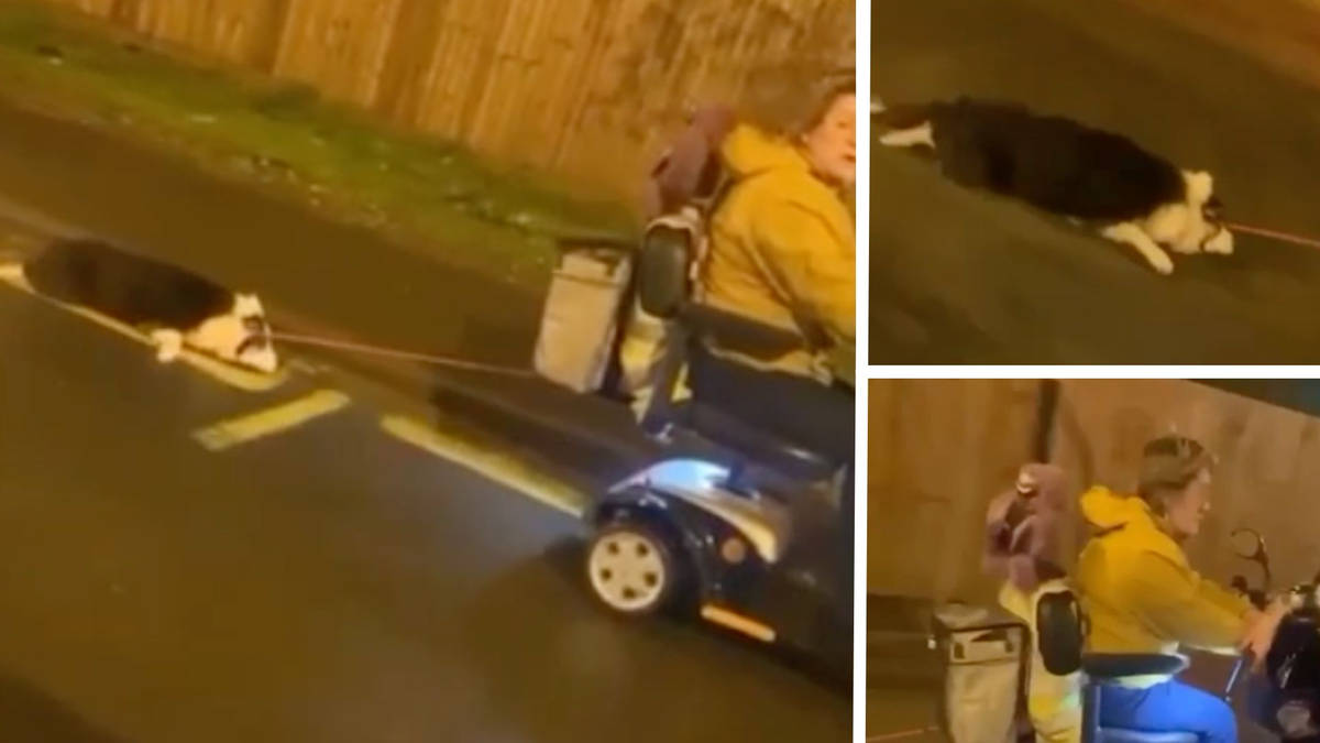 Shocking footage shows dog dragged by lead behind mobility scooter as ...