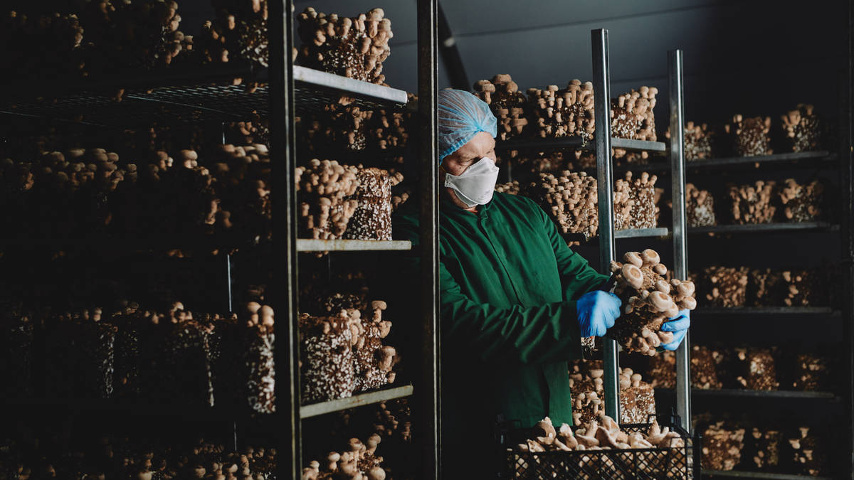 Mushroom firm grows as demand for exotic varieties surges | LBC