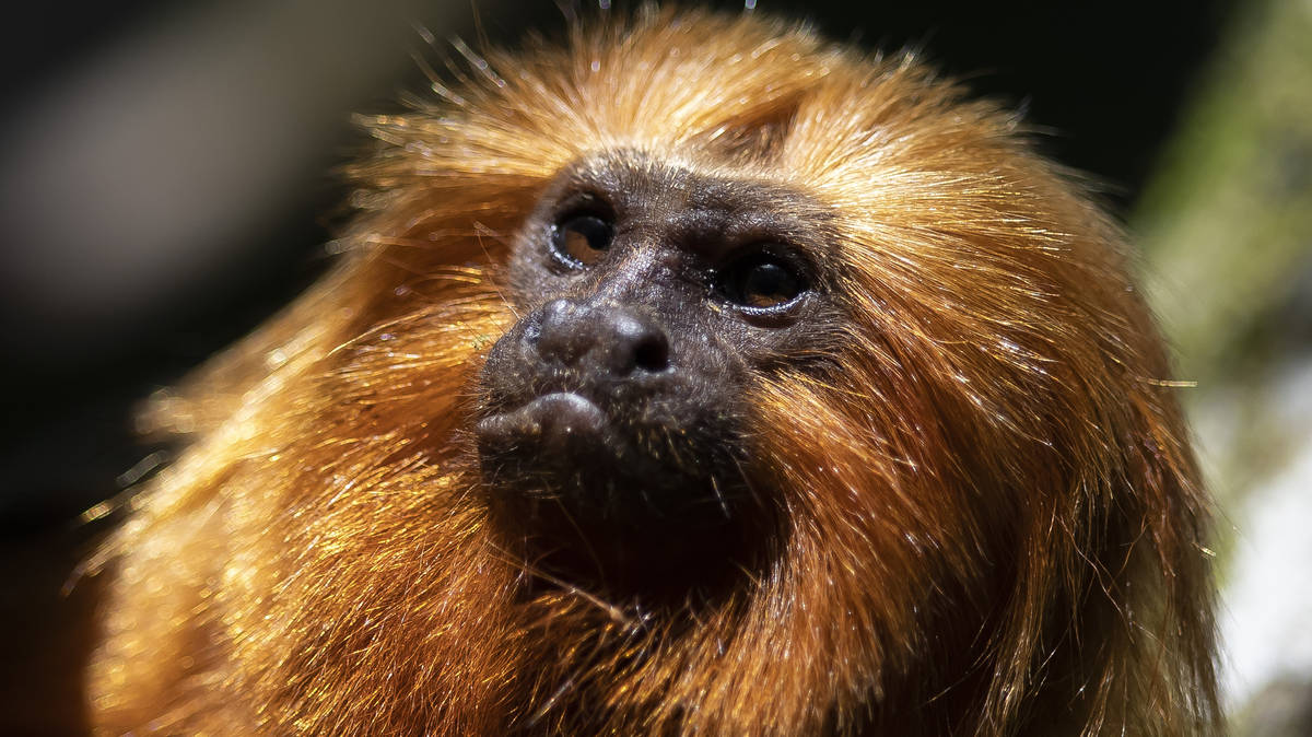 Race to vaccinate rare wild monkeys gives hope for their survival | LBC