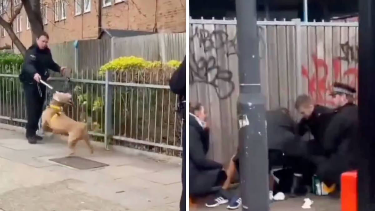 Moment police struggle to restrain rampant dog after child gets mauled ...