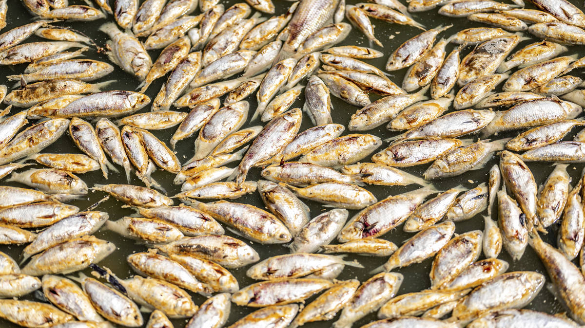 Millions of rotting fish to be removed from Outback river | LBC