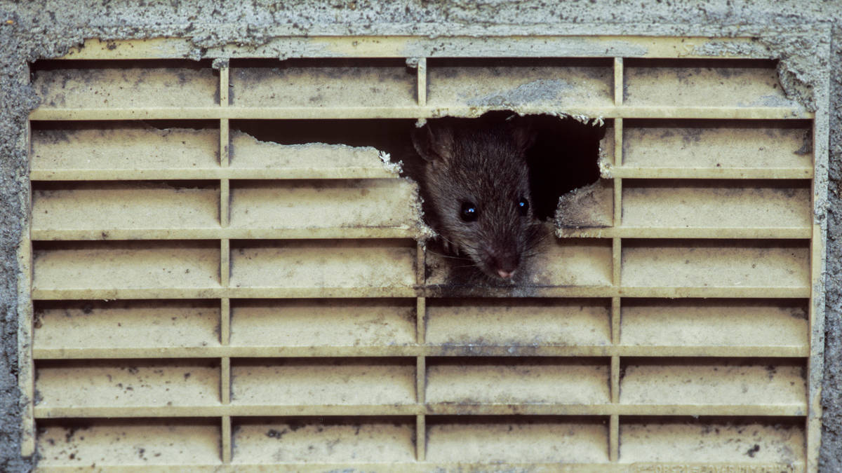 New York City hires rat tsar for ‘wholesale slaughter’ of rodent pests ...