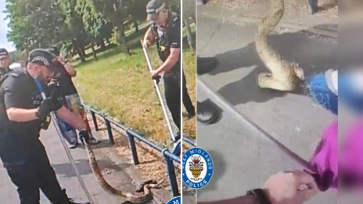 Snakes on a lane: Cops get 'off the scale shock' as they encounter ...