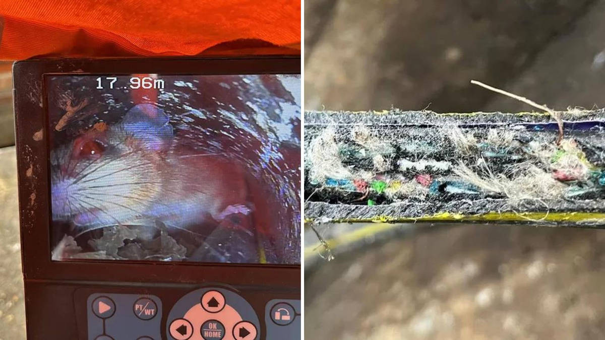 Rats cut off internet across two counties for days after chewing ...
