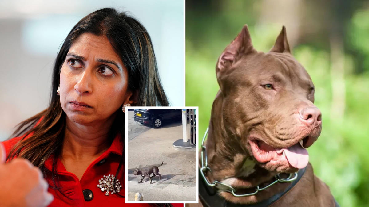 Home Secretary 'pushing for XL Bully ban' after crazed dog mauls 11 ...