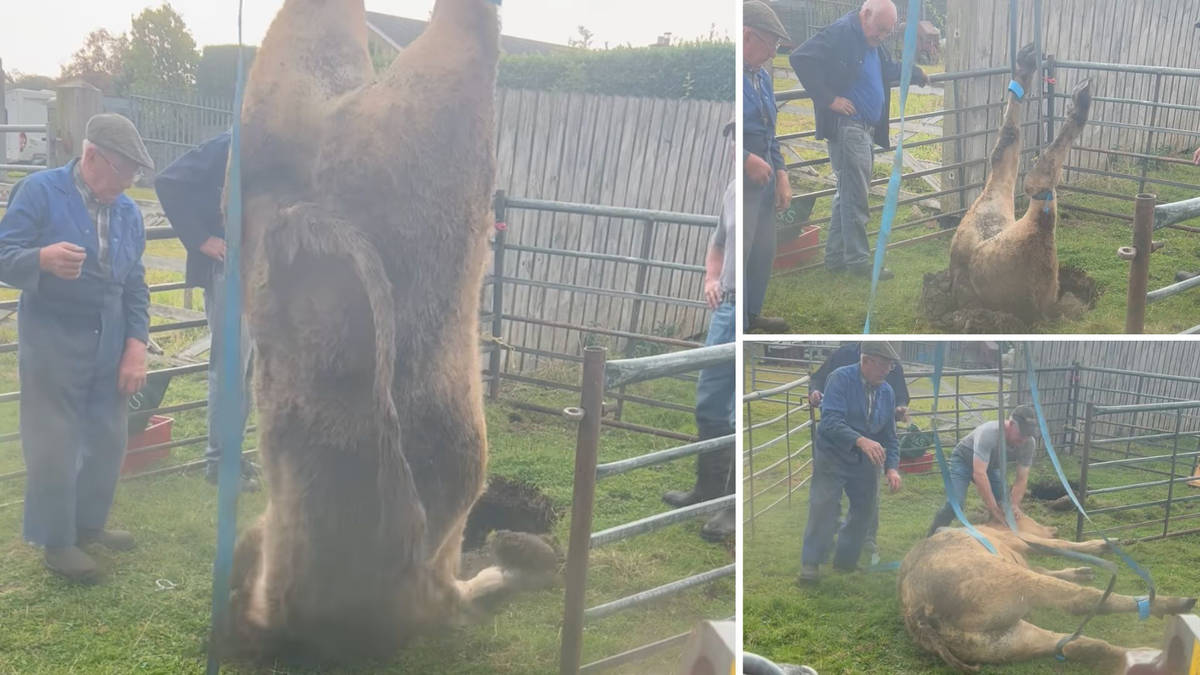 Watch: Incredible moment cow is rescued by winch after falling into ...