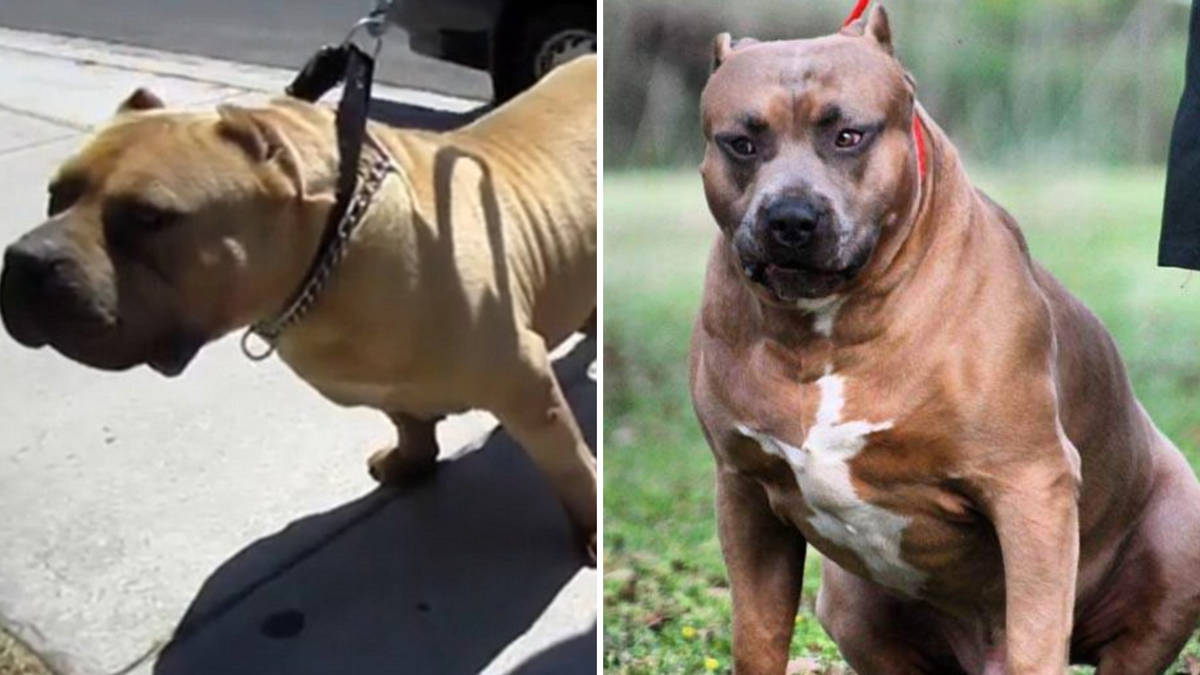 Killer Kimbo: How half of all XL bully dogs in Britain are descended ...