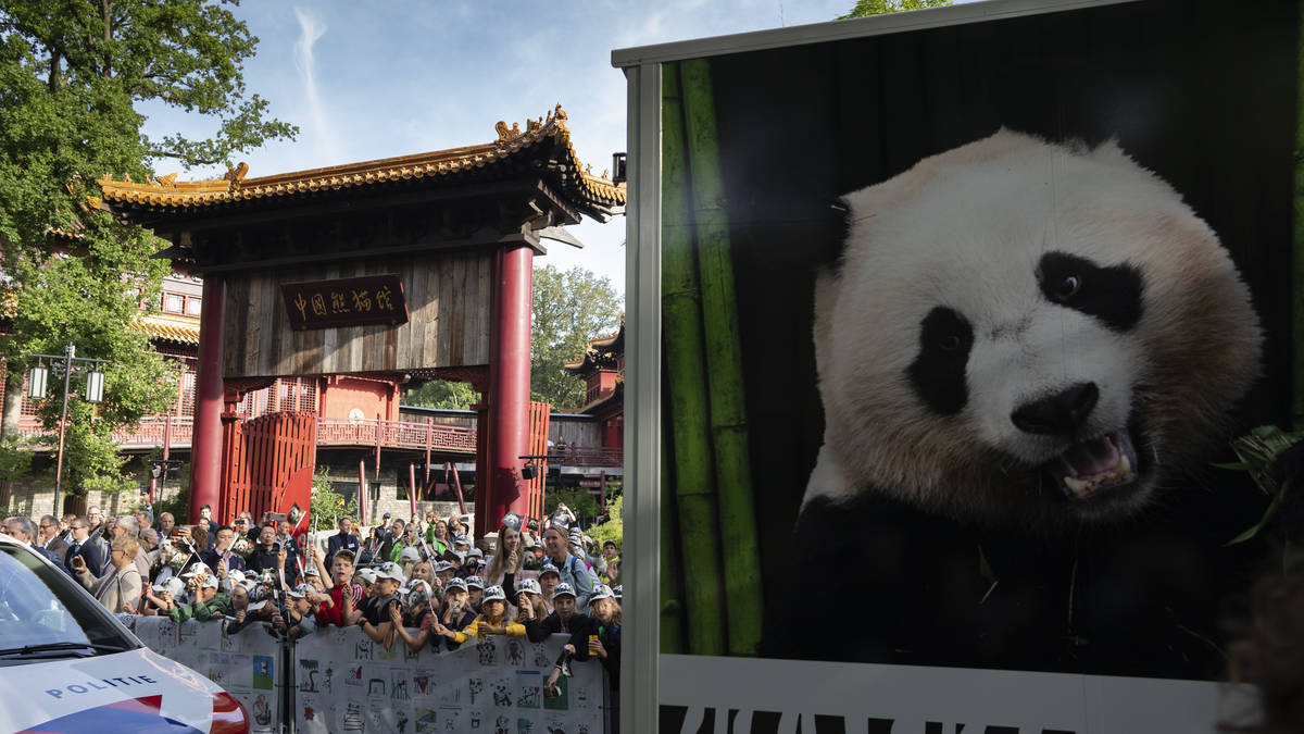 Dutch crowds cheer as giant panda begins long journey to China | LBC