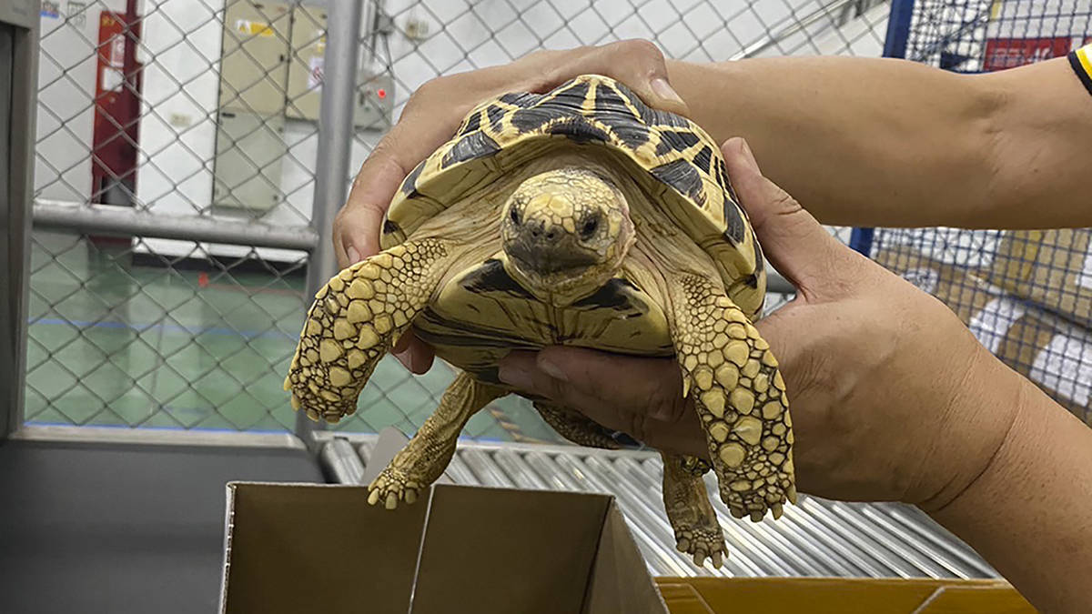 Live animals, horns and ivory seized in global wildlife trafficking ...