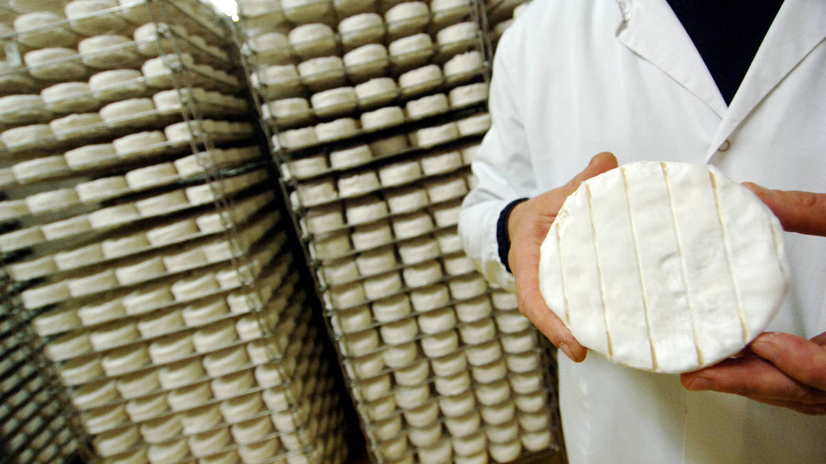 Fears brie and camembert to go 'extinct' as fungus used to make the ...