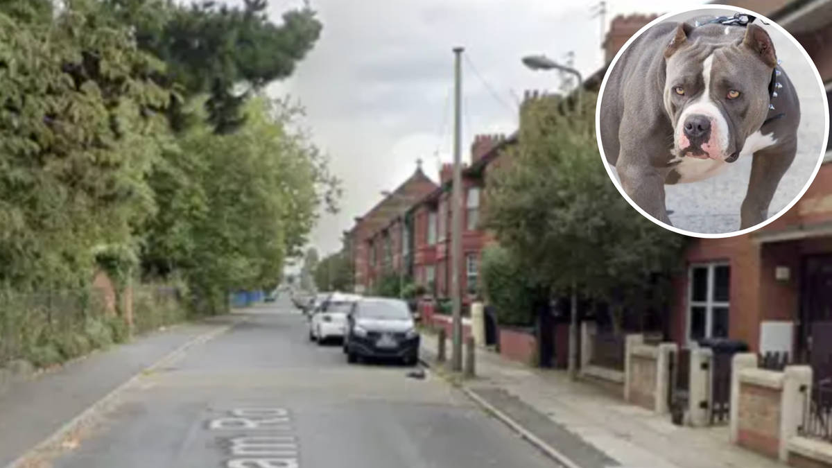 Boy, 8, suffers serious head injuries after being mauled by 'XL Bully ...