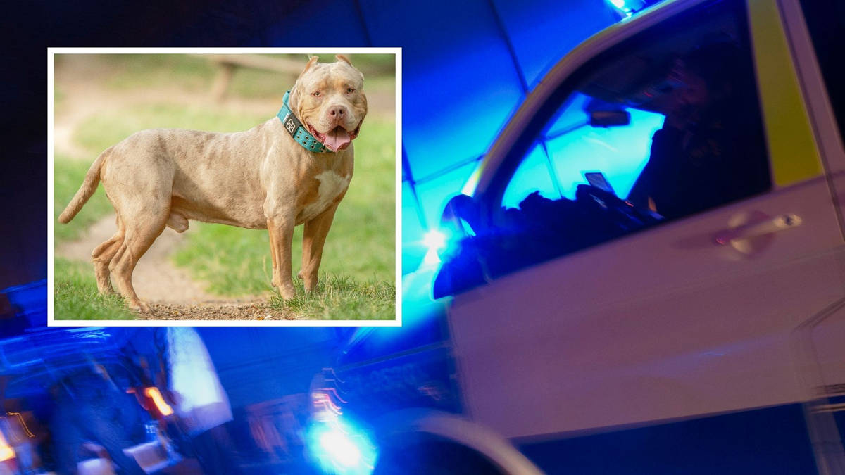 Three-year-old boy mauled by registered XL bully left needing surgery | LBC