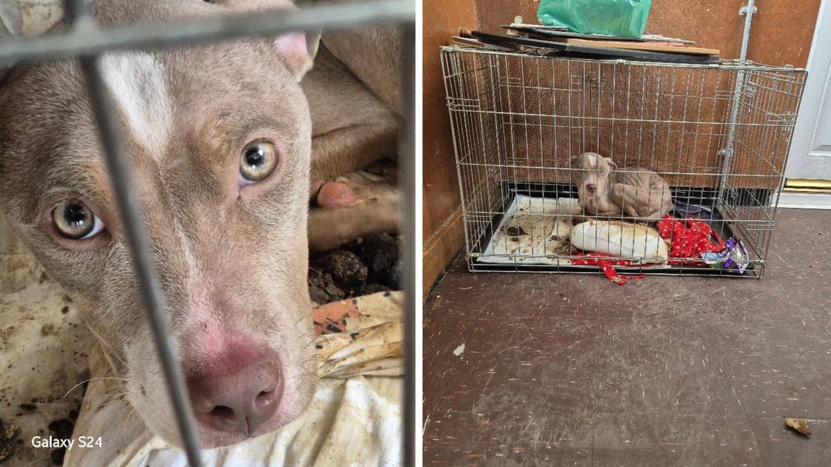 Appeal to trace owner of emaciated dog who's 'never felt grass under