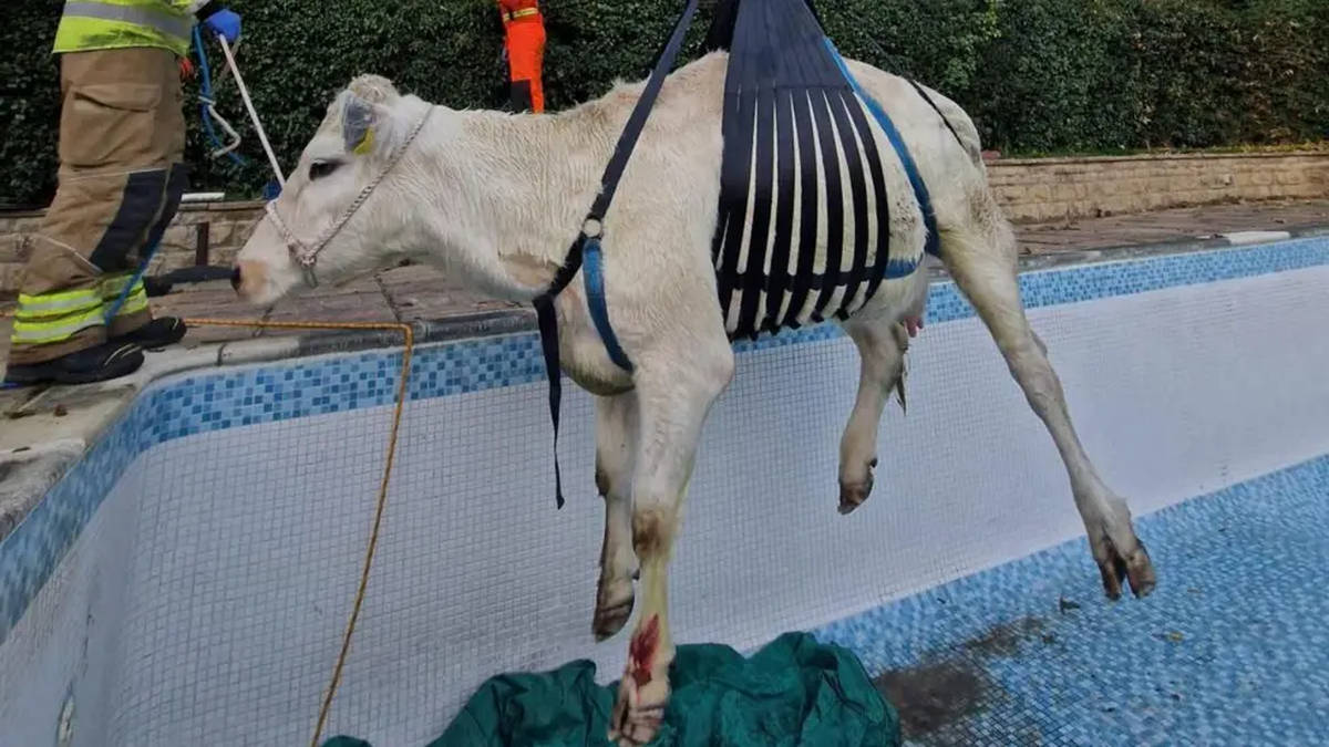Udder chaos as pregnant cow lifted to safety by firefighters after ...