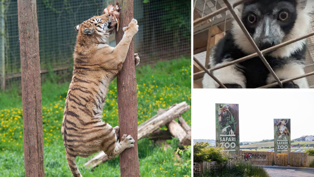 'Britain's worst zoo' to close, after nearly 500 animals die and keeper ...