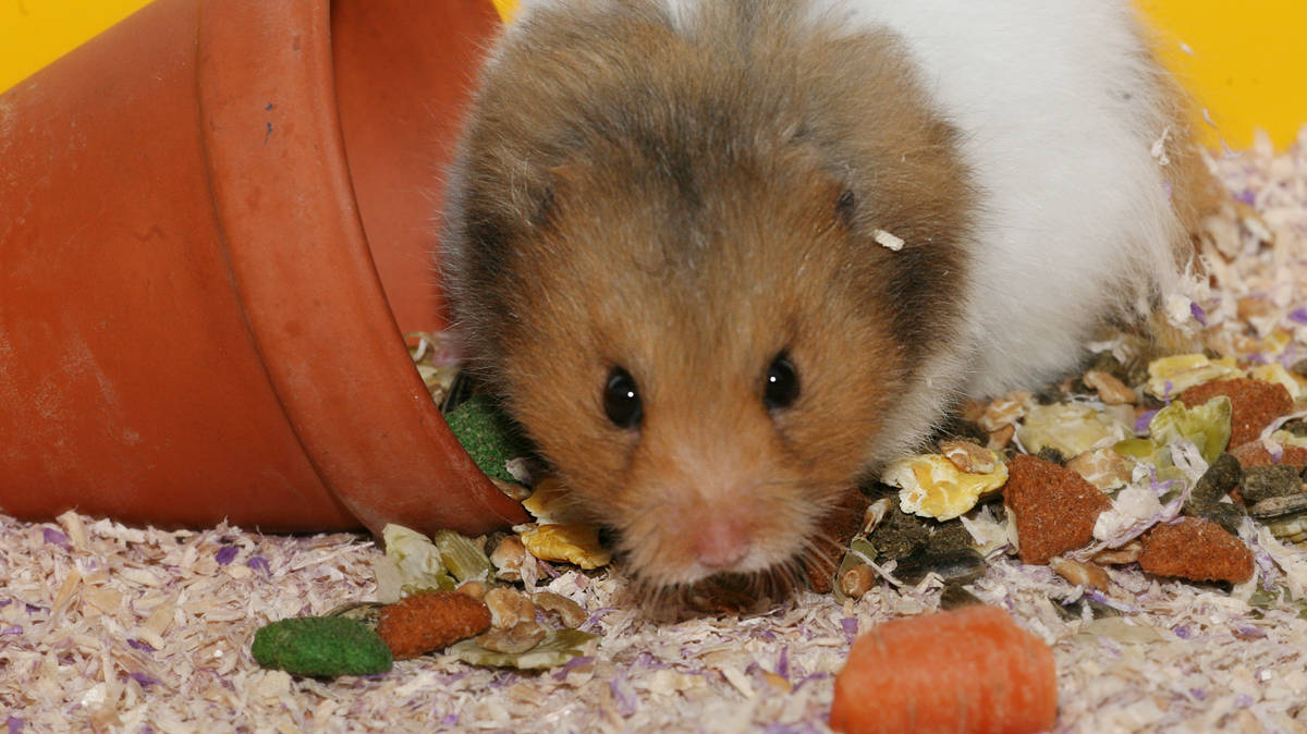 Many pet-owning couples ‘may include their animal in a cohabitation ...