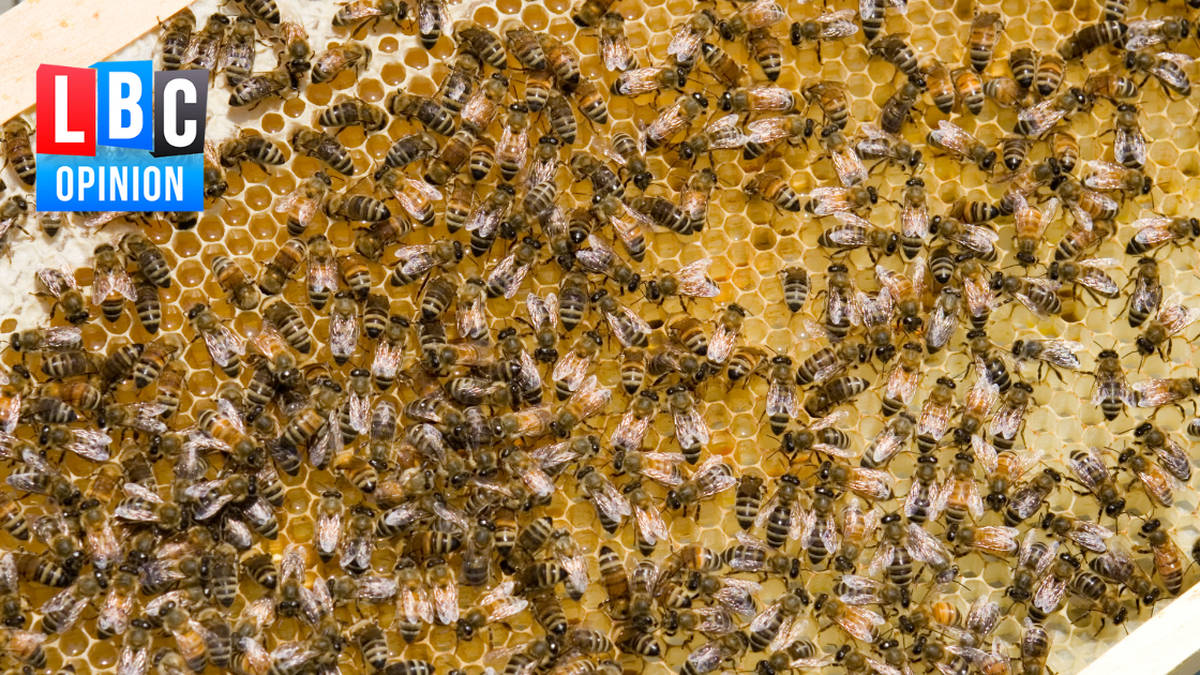 While animals don’t wage wars, they’re still victims of conflict | LBC