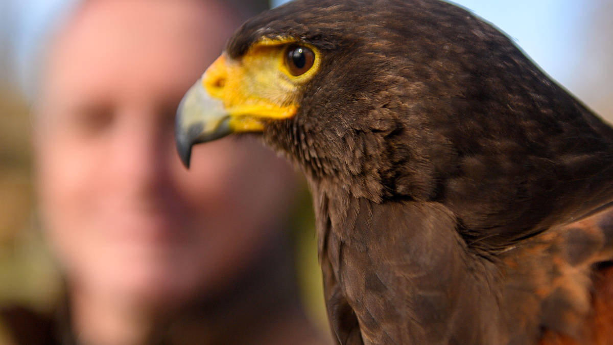 Hawk terrorising Home Counties village by 'divebombing' tall, middle ...