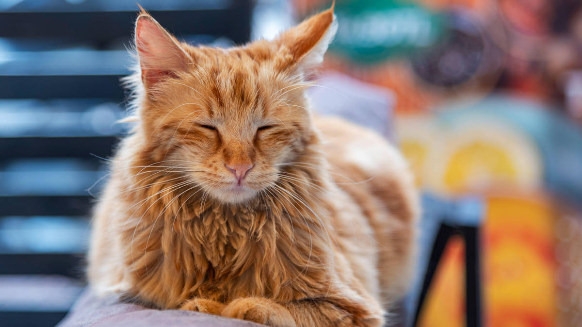 Cat cafes should be 'phased out' amid welfare concerns, says RSPCA | LBC