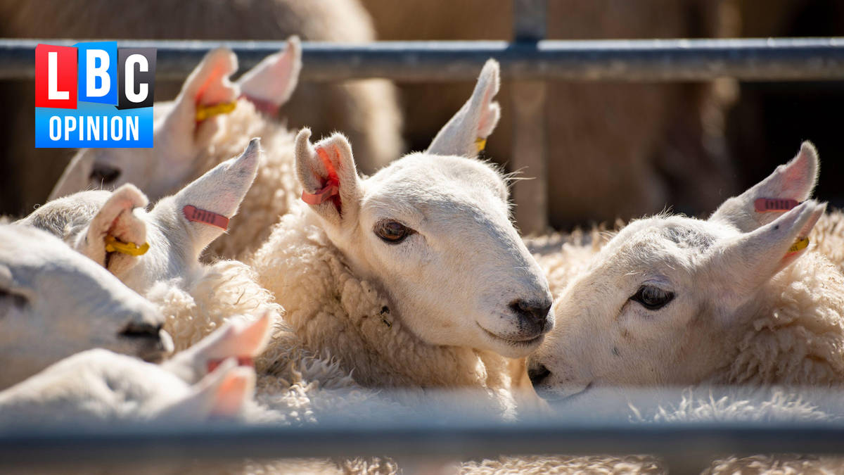 Starmer must protect UK farmers and animal welfare from trade deal ...
