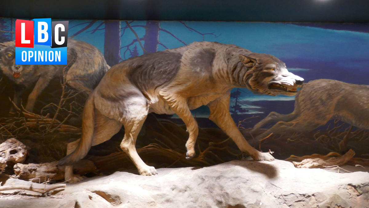 Science brought the dire wolf back – but who’s thinking about its ...