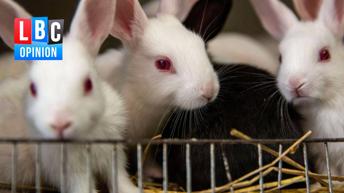 Pet shops are outdated and immoral - it’s time to ban animal sales | LBC