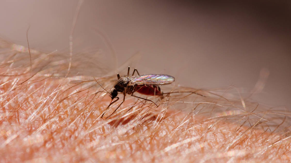 Climate change and aid cuts could bring tropical insect-borne diseases ...
