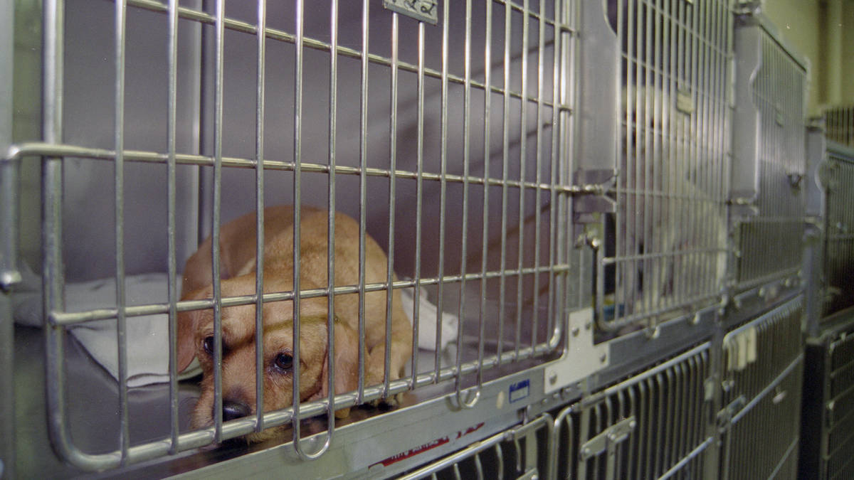 Vet keeps license after leaving surgical instrument inside dog | LBC