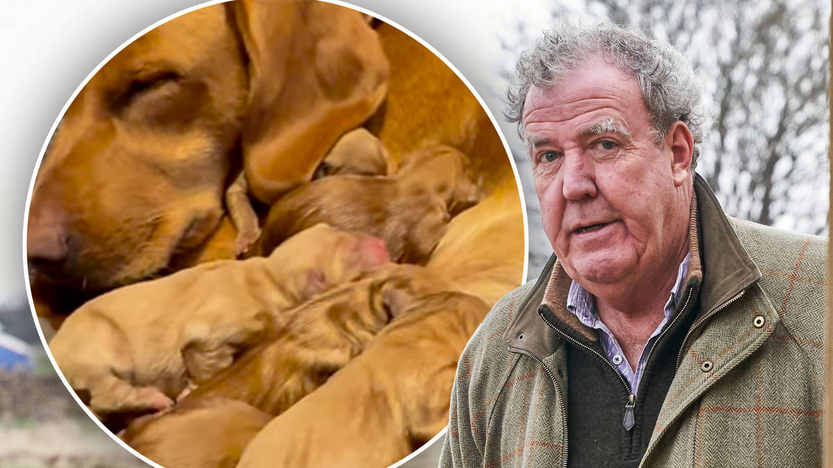 Jeremy Clarkson reveals his puppy died and Diddly Squat farm will have to  'lock down' for two months after TB outbreak | LBC