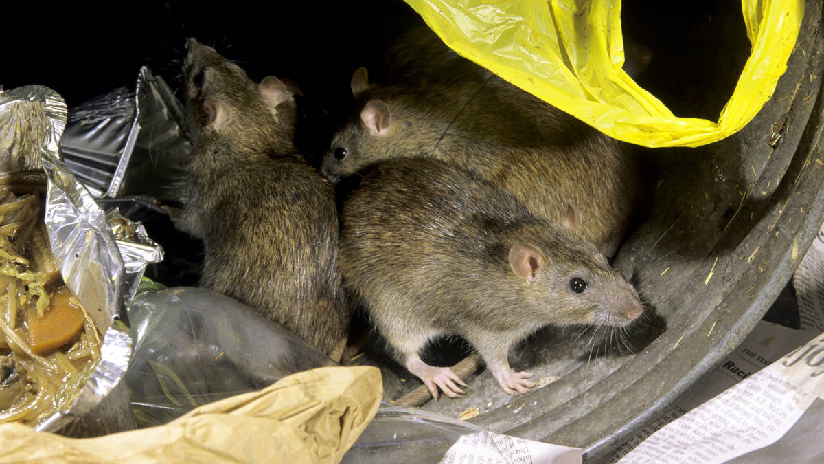 Britain risks 'rat plague' after sweltering summer, experts say