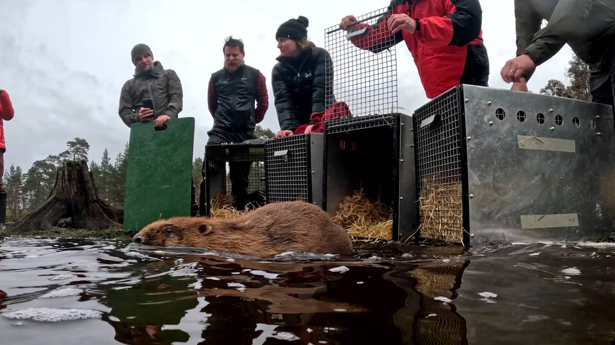 Beavers released into Highlands in moment of ‘wildlife history’ | LBC