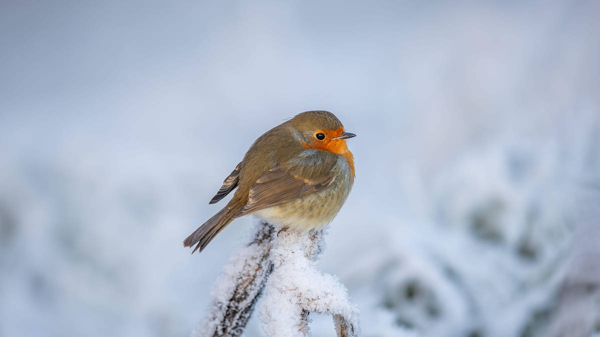 'Harsh, frosty' weather hits UK as temperatures plummet - with snow on the way for some