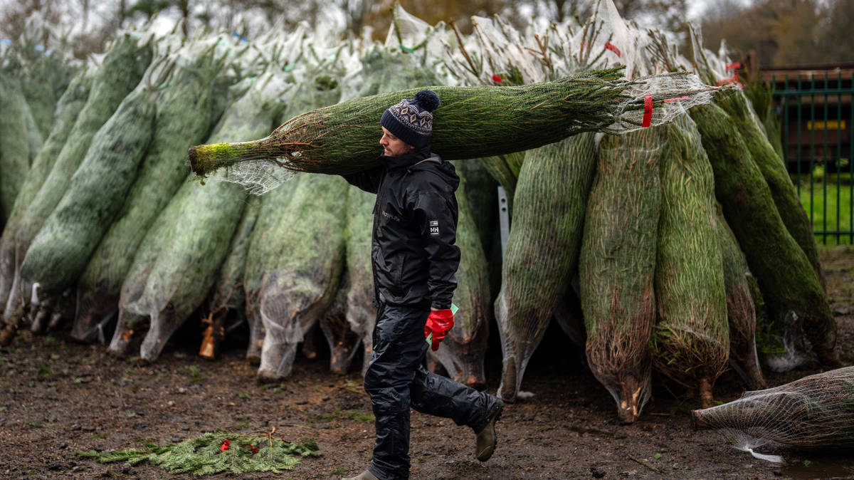 Renting Christmas tree growing more popular to cut waste, says business ...