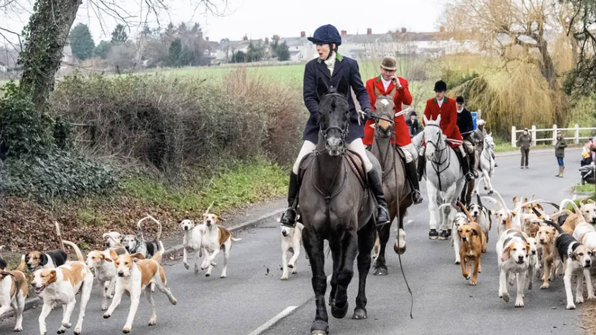 Huge numbers turn out at Boxing Day hunts amid Government proposals to ban practice