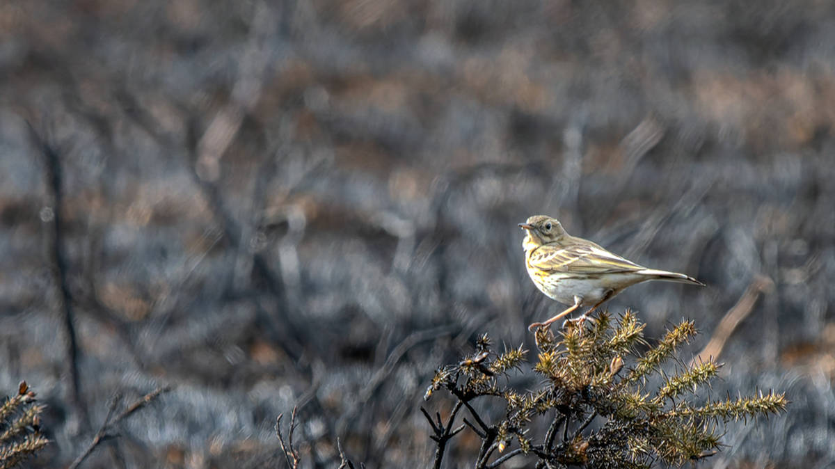 Extreme weather becomes 'new normal' in UK as wildlife hit hard in 2025 ...