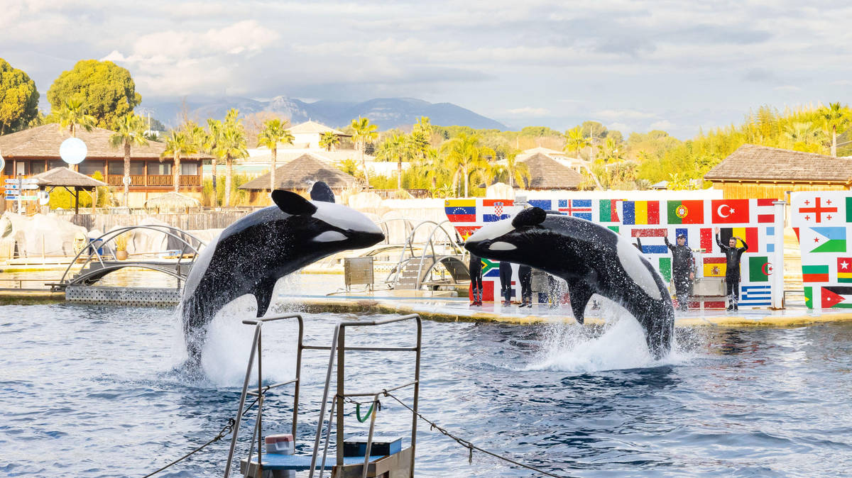 Marineland’s dolphins and orcas set for transfer | Riviera Radio