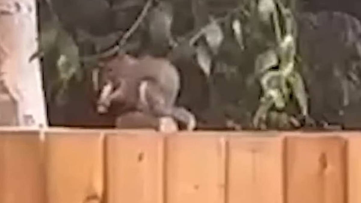 Nutty moment squirrel is seen 'vaping' in London park | LBC