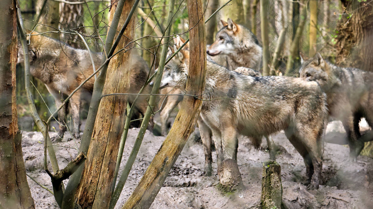Staff at animal park 'heartbroken' after entire wolf pack euthanised ...