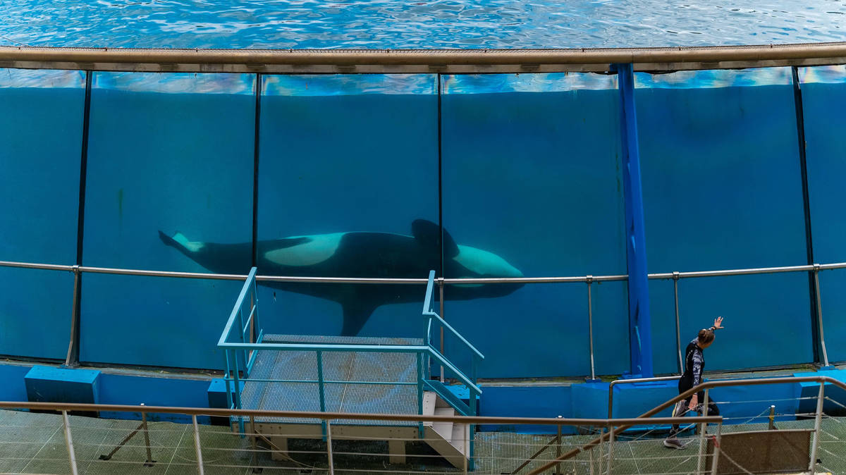 Marineland orca transfer row deepens | Riviera Radio