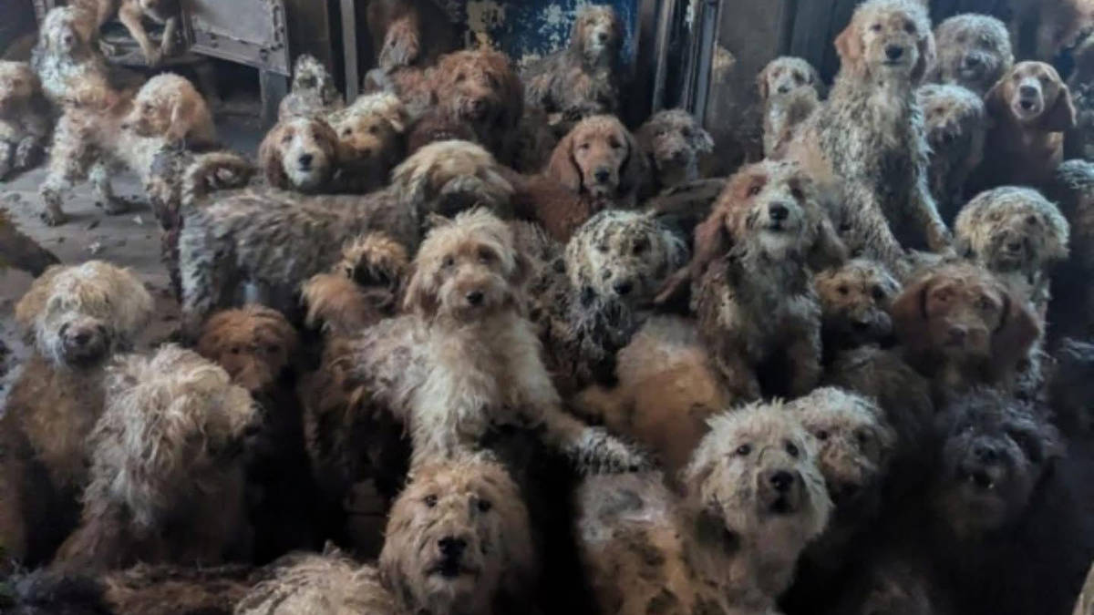 House of horrors as RSPCA discovers 250 poodles living in filthy ...
