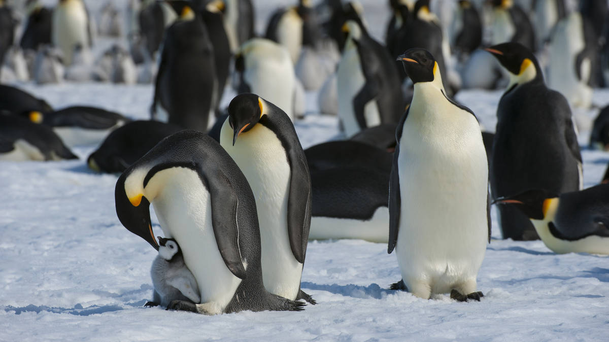 Emperor penguins at risk of extinction due to melting ice | LBC