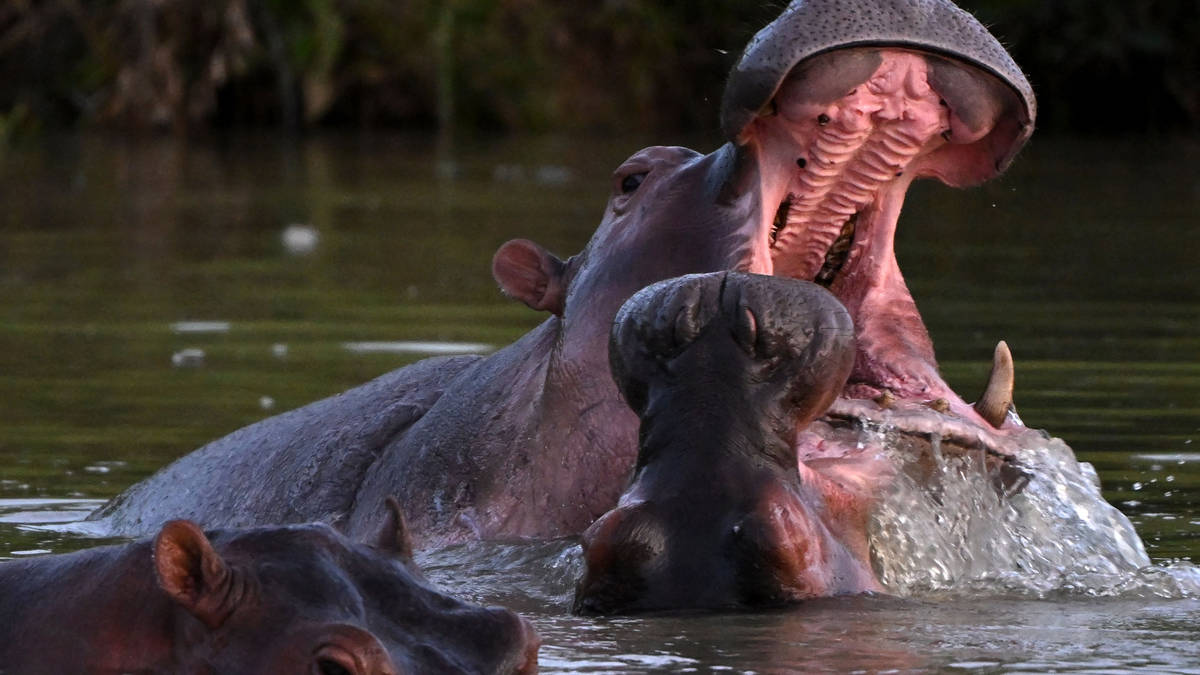 Colombia to cull Pablo Escobar's 'cocaine hippos' as officials warn of threat to people and wildlife