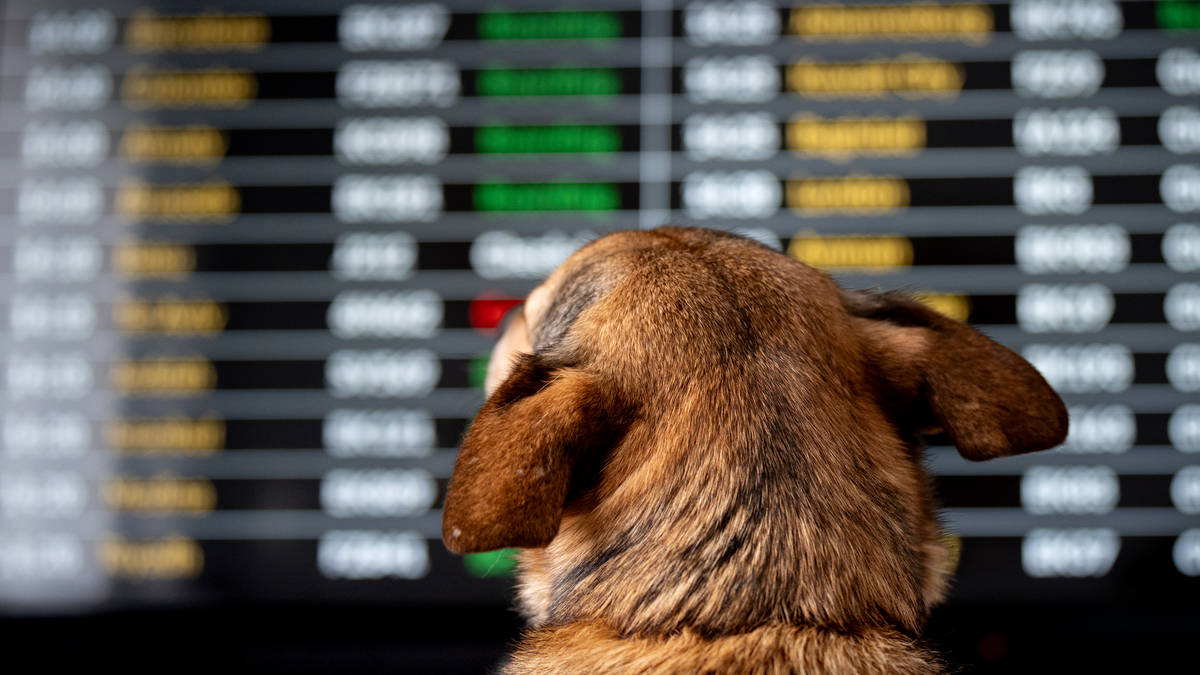 New rules for UK–France pet travel from April 22 | Riviera Radio